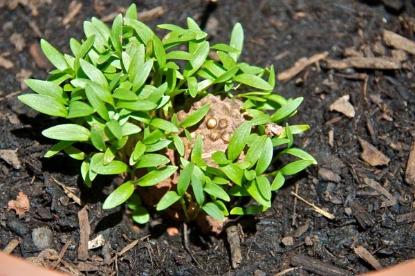 Essa máquinas de sementes pode transformar cidades em parques verdes Bombas de sementes
