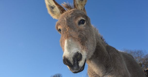 Você Acredita que Engenheiros São Burros? Descubra a Verdade Para Além dos Rótulos! engenheiro burro