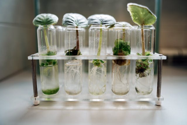 Qual é a diferença entre fazer um bacharelado e um tecnológico em Bioprocessos/Biotecnologia? bacharelado e um tecnológico em Bioprocessos/Biotecnologia?