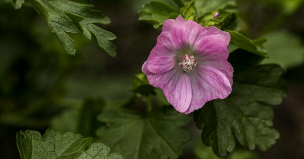 malva