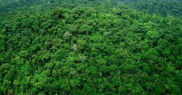 O que é o Novo Código Florestal brasileiro?