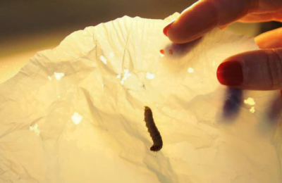 Nova arma contra poluição: larvas que comem plástico