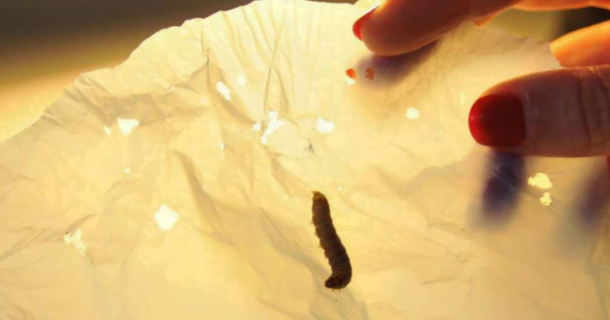 Nova arma contra poluição: larvas que comem plástico