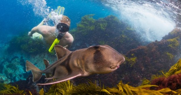 Mais leve e com maior autonomia: veja como será o snorkel do futuro