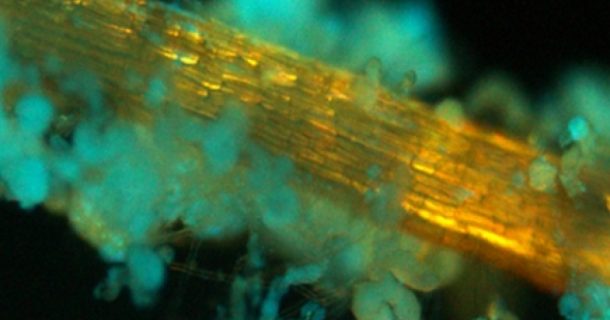 Pesquisadores desenvolvem chip feito de celulose