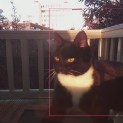 Engenheiro desenvolve mecanismo de reconhecimento facial para ajudar seu gato a entrar em casa