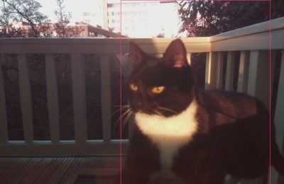 Engenheiro desenvolve mecanismo de reconhecimento facial para ajudar seu gato a entrar em casa