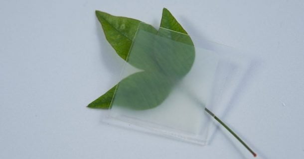 Madeira artificial transparente