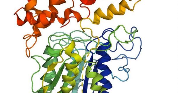 ligases