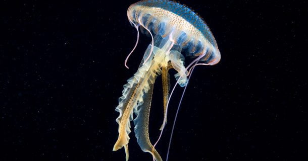 Robô inspirando em água-viva pode ter aplicações ambientais