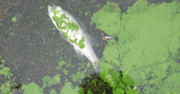 Pesquisadores desenvolvem ferramenta portátil para detecção de cianotoxinas
