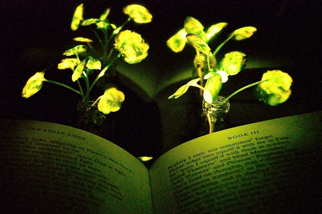 MIT Glowing Plants 0 mit news