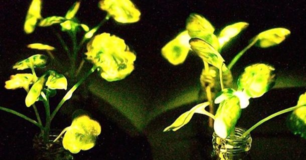 Plantas brilhantes: insights sobre as implicações em iluminação