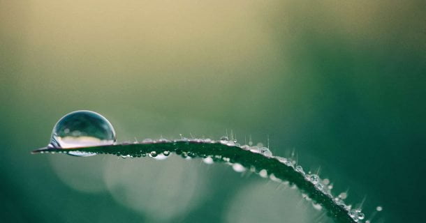 Gota de orvalho na ponta de uma planta