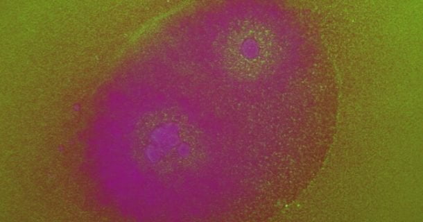 circuitos biológicos machine learning