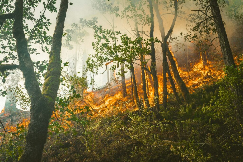 Entenda a gravidade e o tamanho do impacto dos incêndios na Amazônia Engenharia 360
