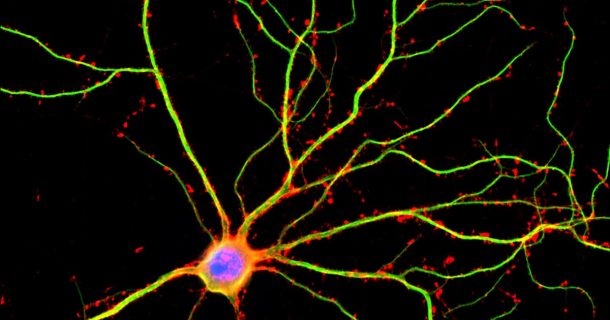 Neurônios em um chip: mecanismo biológico pode ser reproduzido artificialmente