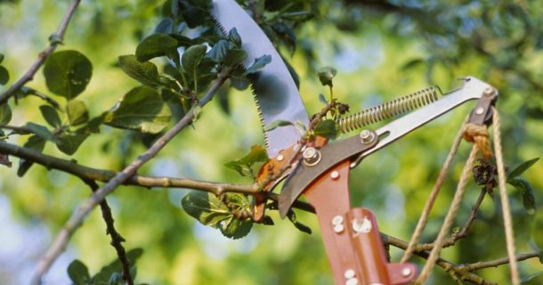 imagem de foice podando árvores