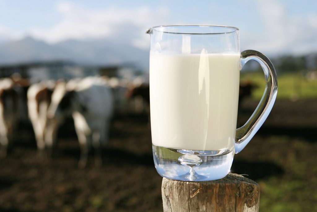 imagem de jarra de leite com vacas ao fundo
