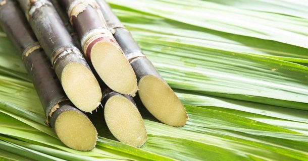 Cana de açúcar e CO2