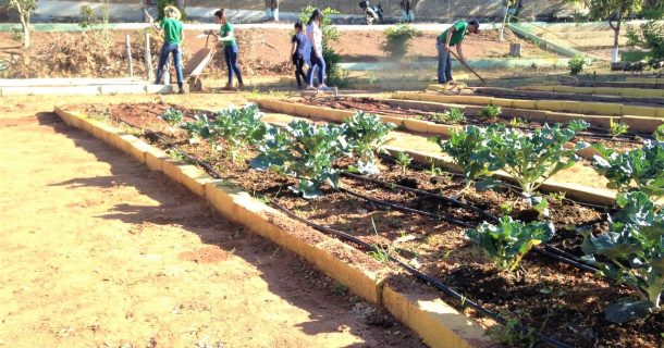 Fazendas e hortas urbanas: descubra como implementar a agricultura urbana em sua cidade hortas urbanas