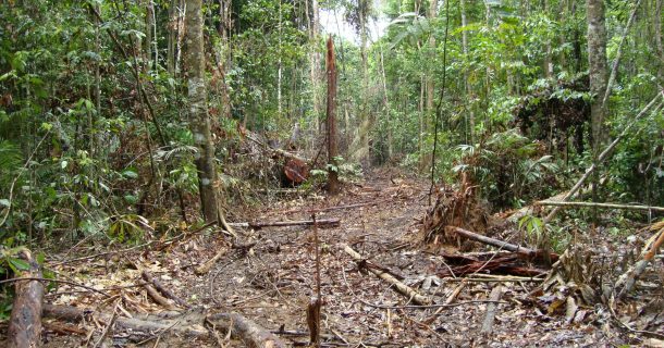Devastação na Amazônia poderá desencadear a próxima pandemia desmatamento amazônia e pandemia