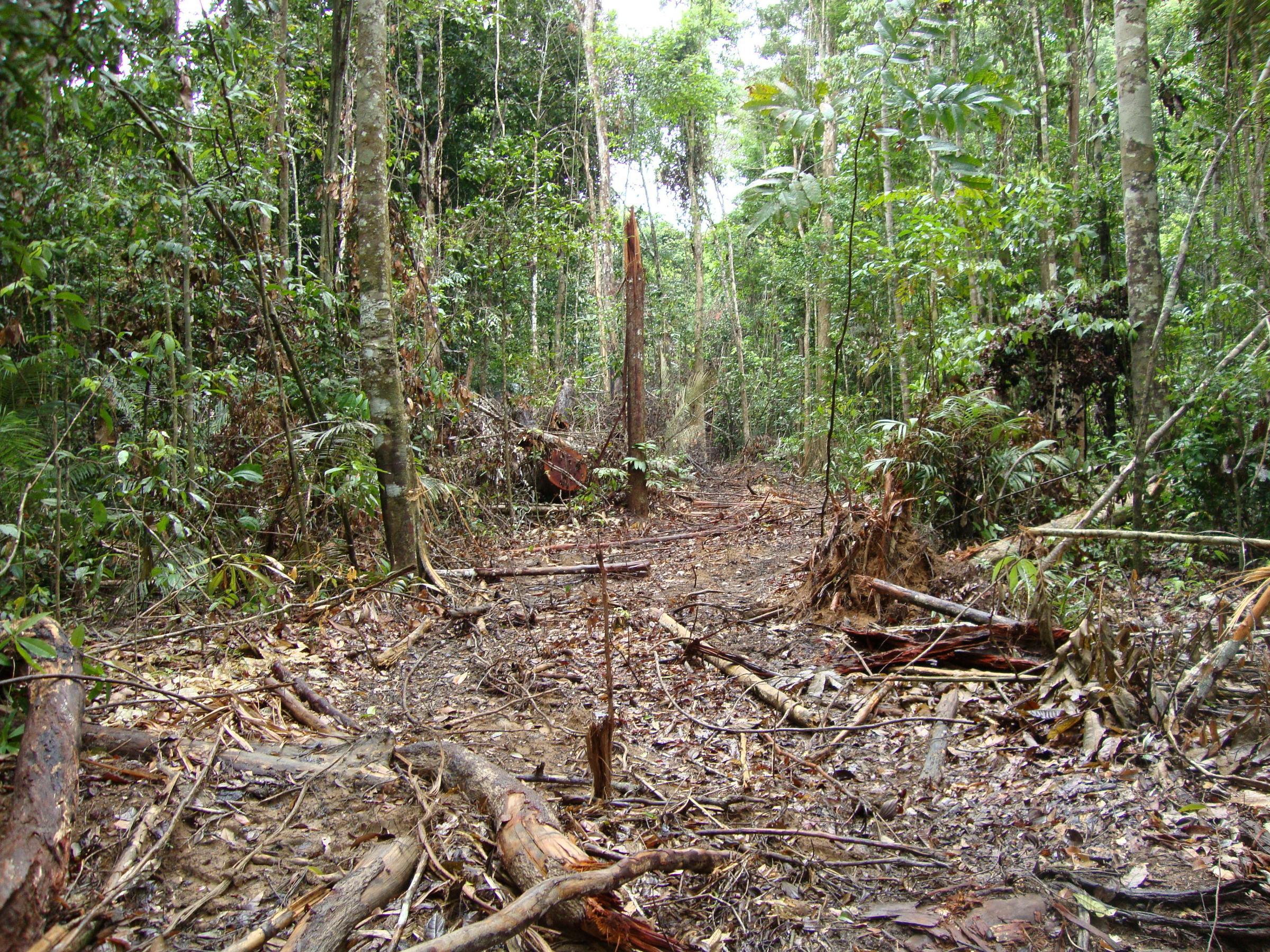 Devastação na Amazônia poderá desencadear a próxima pandemia