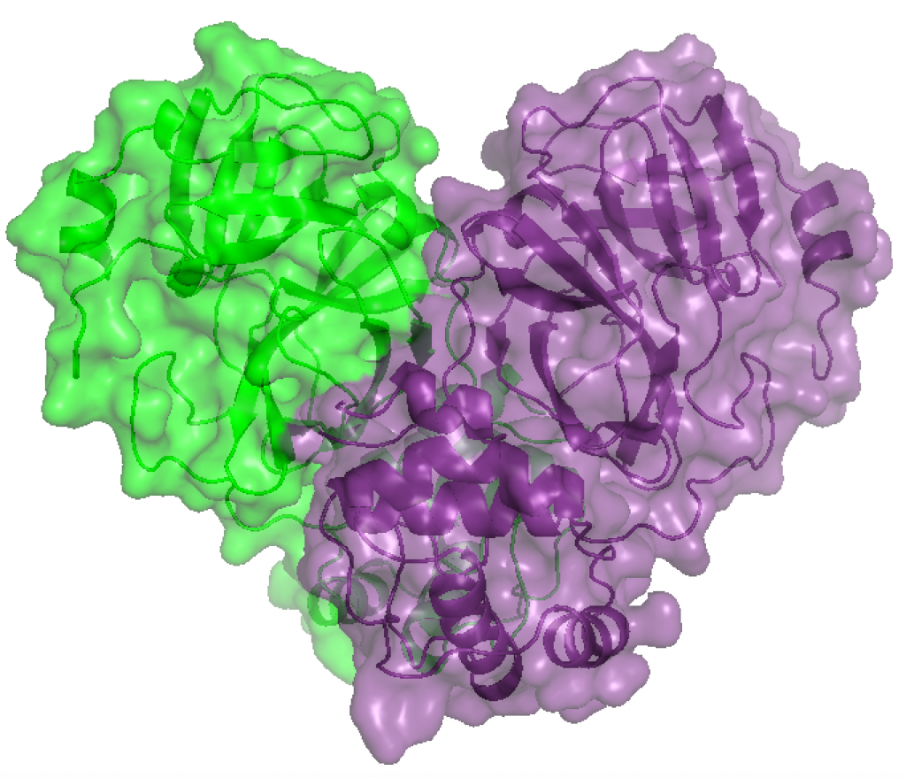 Imagem da proteína 3CL obtida no Sirius