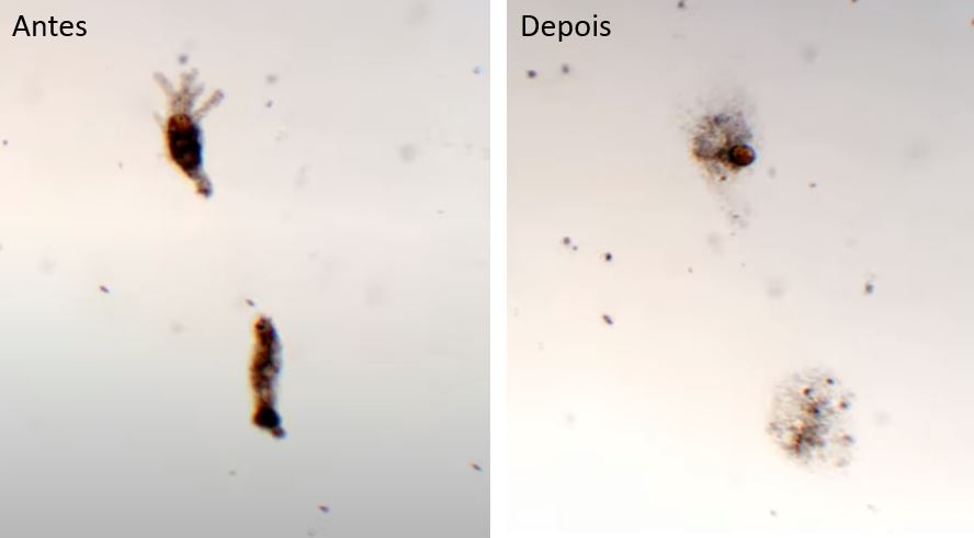 Entenda como o cloro atua na desinfecção da água de consumo cloração da água