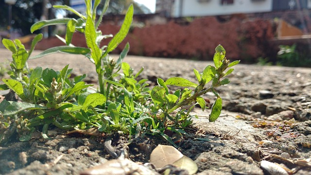 planta nascendo em calçada