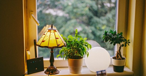 plantas no escritório representando biofilia