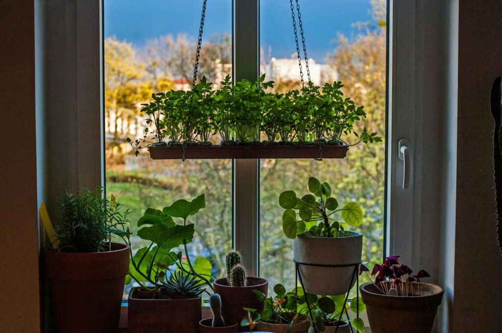 4 dicas para fazer uma horta no apartamento horta de apartamento