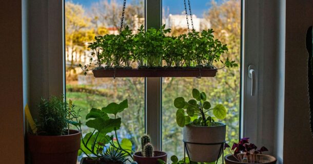 horta de apartamento