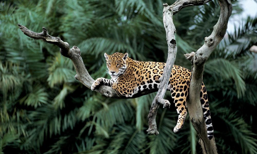 Jaguar sob uma árvore. Floresta amazônica, Brasil. Ilustra local onde seria implementado projeto de dados acústicos