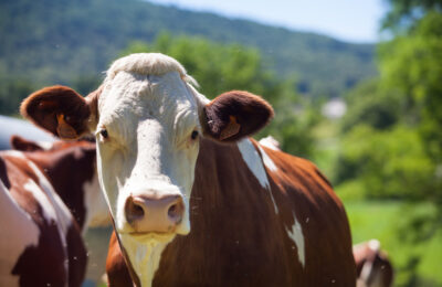 Pecuaristas usam IA para rastrear gado por meio de reconhecimento facial
