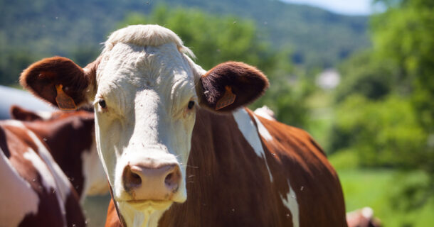Pecuaristas usam IA para rastrear gado por meio de reconhecimento facial