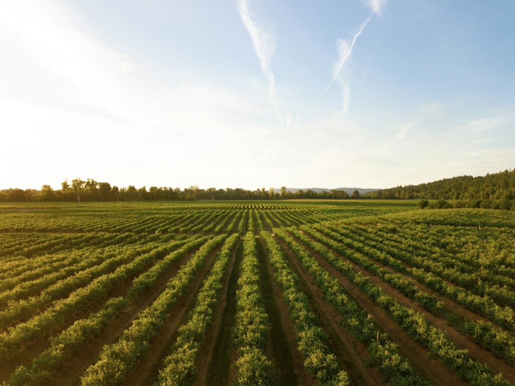 blockchain na agricultura