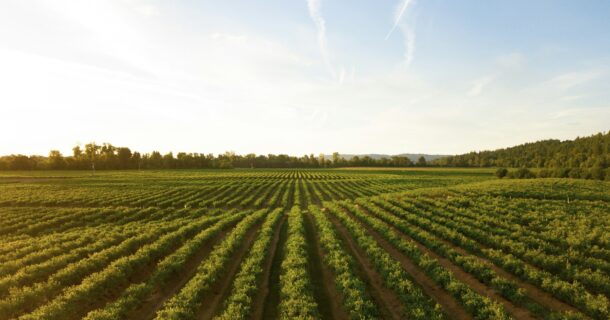 blockchain na agricultura