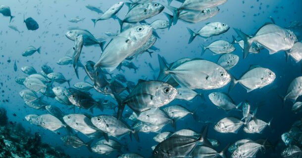 engenharia de pesca