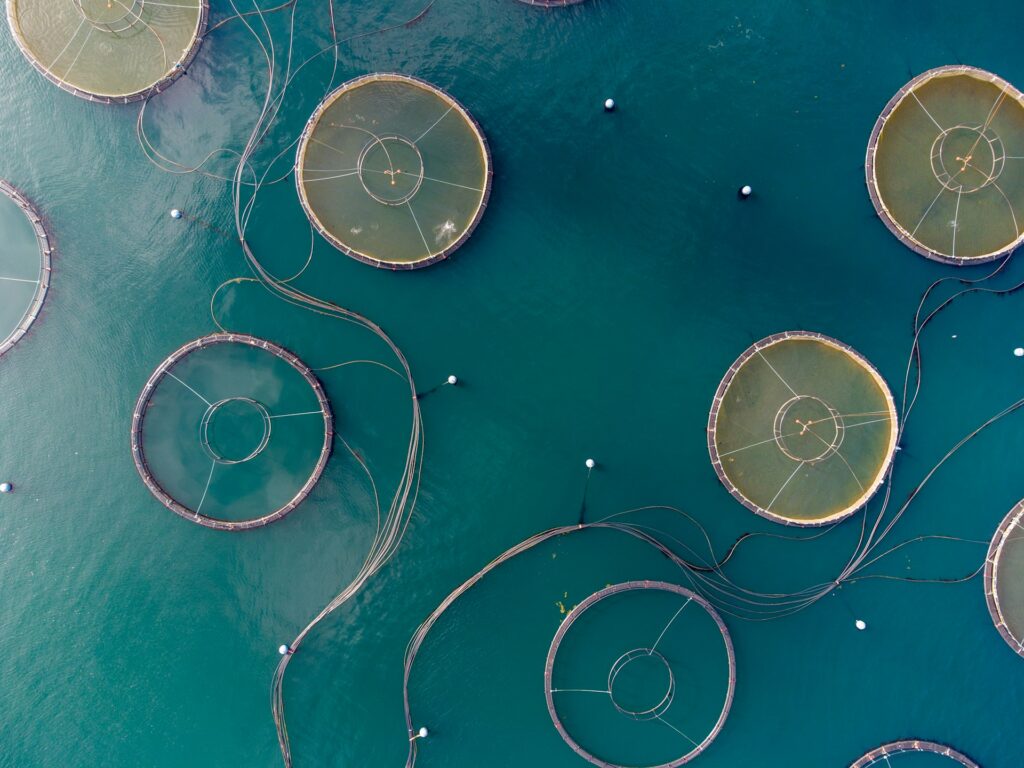 Conheça a Engenharia de Aquicultura, que lida com a produção de organismos aquáticos em cativeiro engenharia de aquicultura