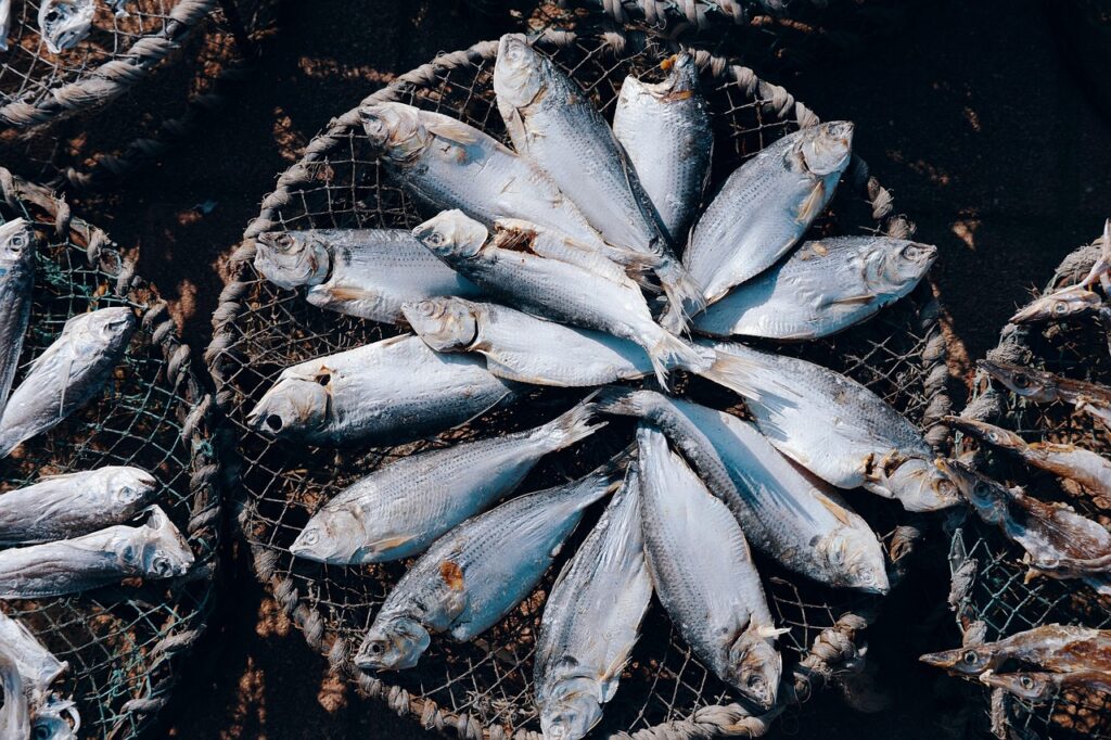 Conheça a Engenharia de Aquicultura, que lida com a produção de organismos aquáticos em cativeiro engenharia de aquicultura