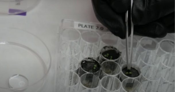 cultivo de plantas