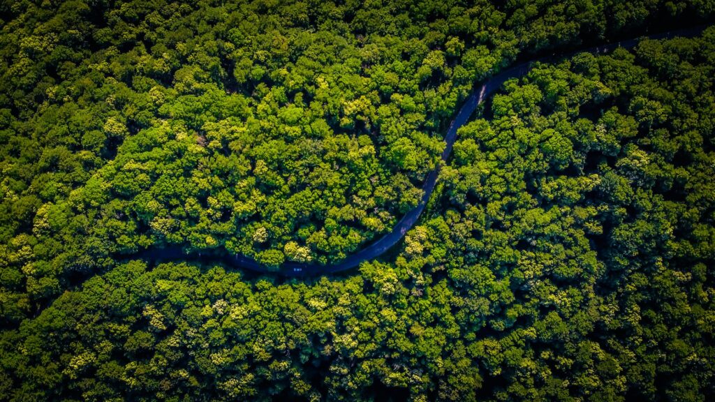 O que Elon Musk quer da Amazônia? star link elon musk