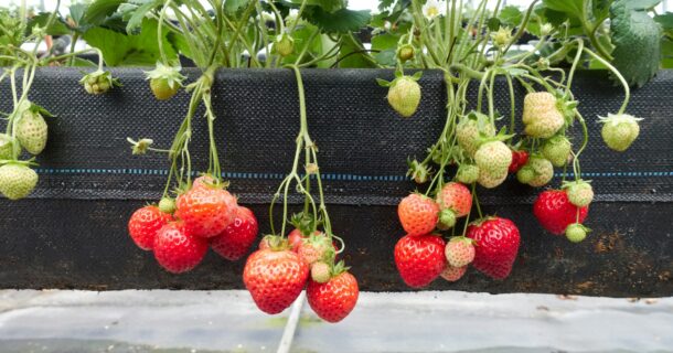 foodtech - produção de alimentos