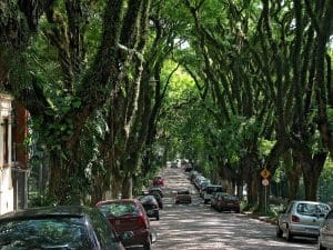 árvores para calçada
