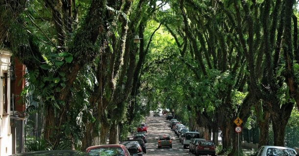 Quais árvores plantar na calçada - sem danificar a rede elétrica? árvores para calçada