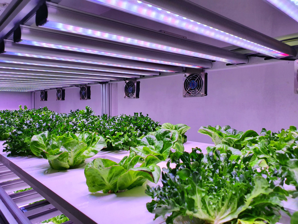 Cultivo indoor: o método contemporâneo em potencial para a produção de alimentos cultivo indoor