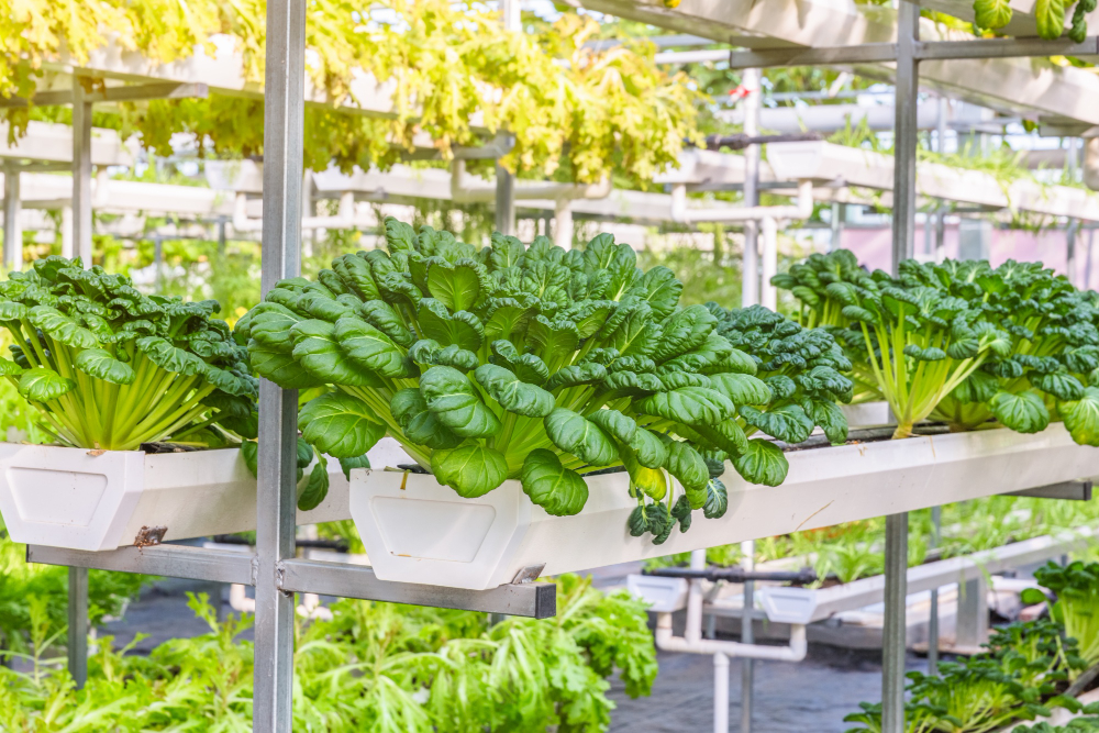 Cultivo indoor: o método contemporâneo em potencial para a produção de alimentos cultivo indoor