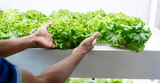 cultivo indoor