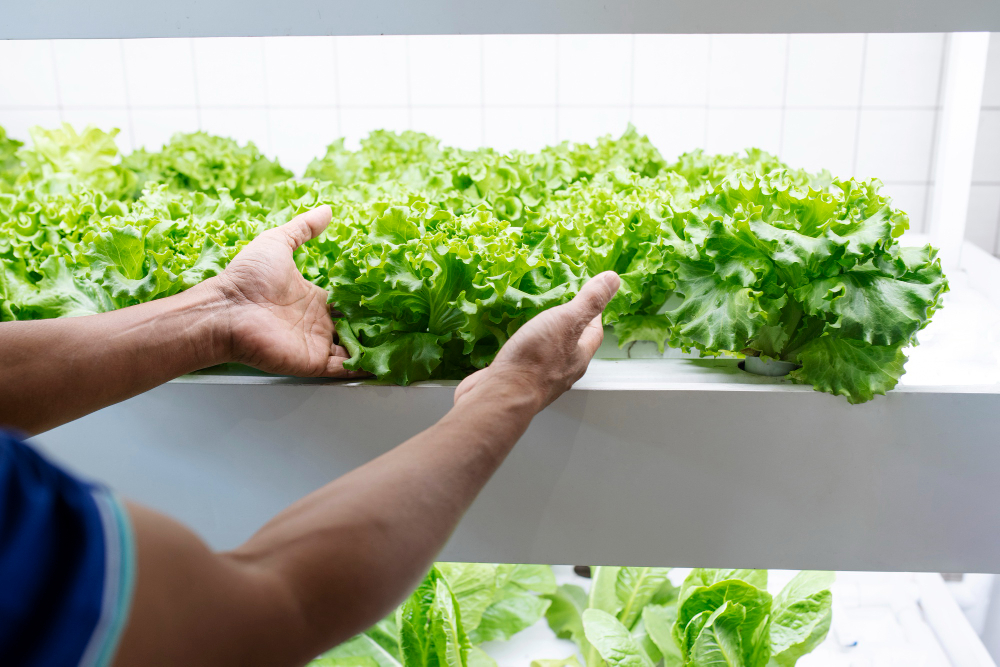 Cultivo indoor: o método contemporâneo em potencial para a produção de alimentos cultivo indoor